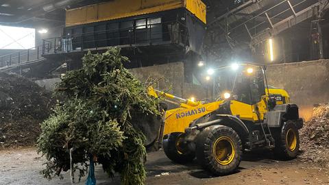 Ein Bagger fährt mit Weihnachtsbäumen in der Frankfurter Biokompostanlage durch die Halle.