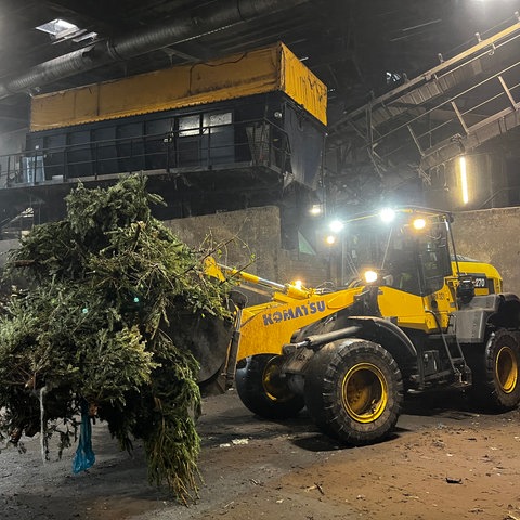 Ein Bagger fährt mit Weihnachtsbäumen in der Frankfurter Biokompostanlage durch die Halle.