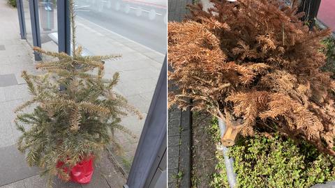 Komplett vertrocknete Weihnachtsbäume am Straßenrand