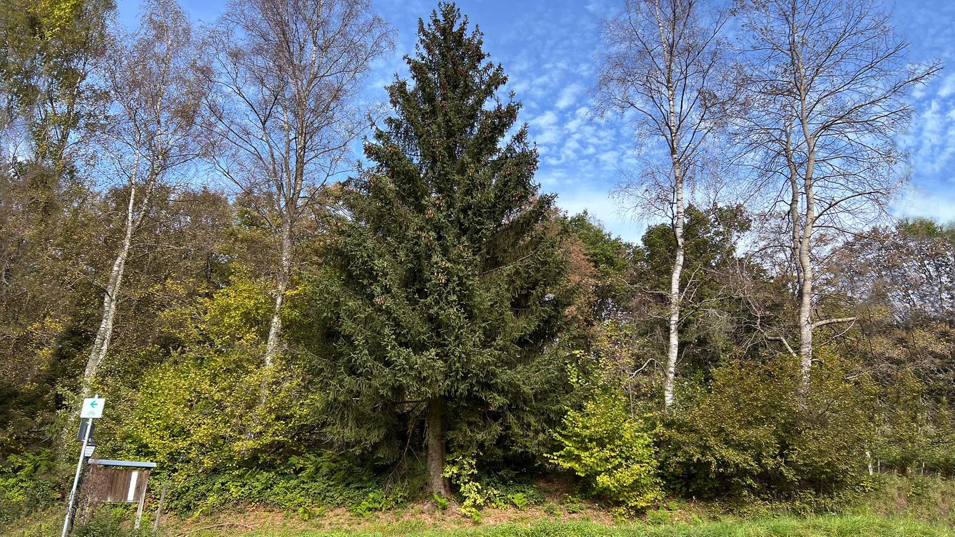 Baum für Frankfurter Weihnachtsmarkt 2023 ausgewählt hessenschau.de