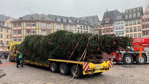 Weihnachtsbaum auf einem Tieflader auf dem Frankfurter Römerberg