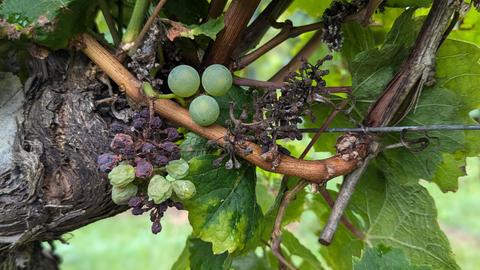 Eine Riesling-Rebe, an der nur noch wenige verschrumpelte und verfaulte Trauben hängen.