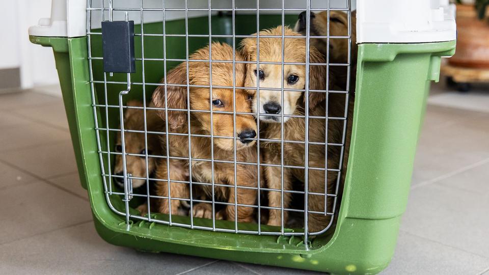 Drei Hundewelpen in einer Box