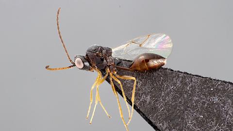 So sieht die drei Millimeter lange, bislang unbekannte Wespe mit dem Namen Anacharis martinae aus.