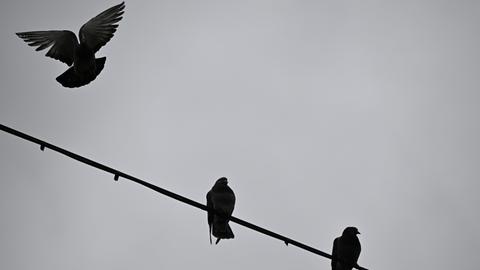 Tauben sitzen auf einer Stromleitung vor grauem Himmel