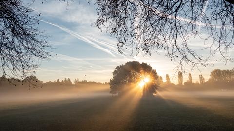 Sonnenstrahlen brechen durch einen Baum, der auf einer Wiese steht. Im Vordergrund hängen kahle Äste ins Bild. 