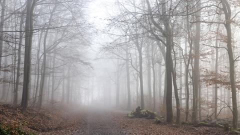 Ein Buchenwald in Königstein am Morgen bei Frost im Nebel.