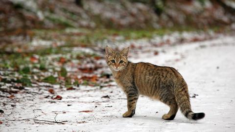 Eine junge Wildkatze streift durch ihr Revier im Taunus.