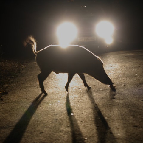 Wildschwein läuft vor ein Auto