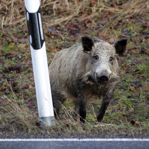 Wildschwein am Straßenrand