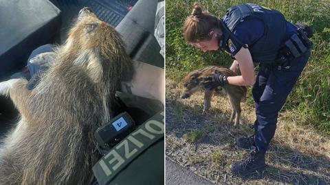 Polizisten kümmern sich um Wildschwein
