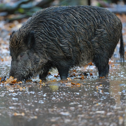 Wildschwein steht im Schlamm