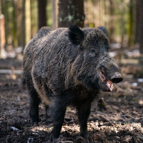 Wildschwein