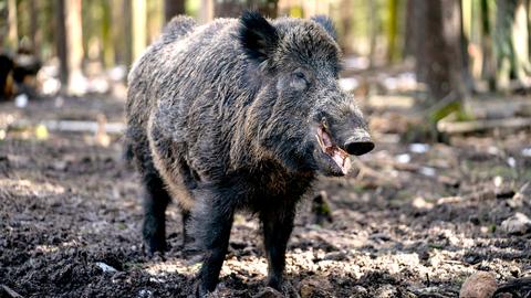 Wildschwein