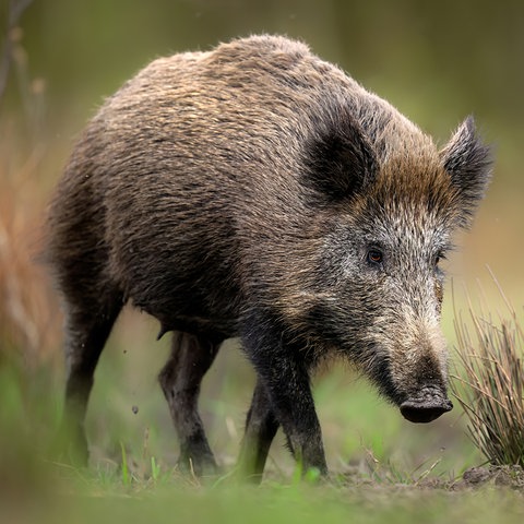 Wildschwein