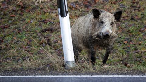 Wildschwein Unfall