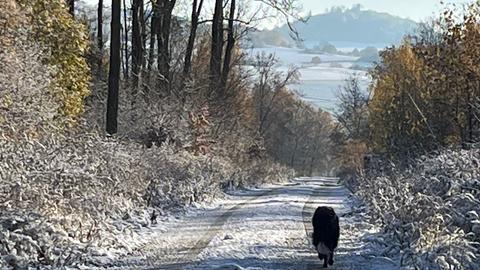 Hund läuft über schneebedeckten Weg