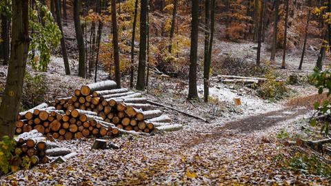 Leichter Schnee im Wald