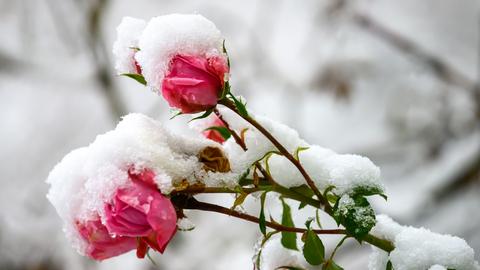 Rosenblüten mit Schnee bedeckt