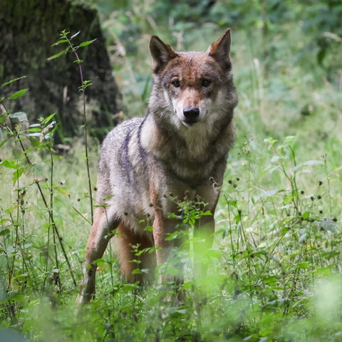 Wolf in einem Tierpark