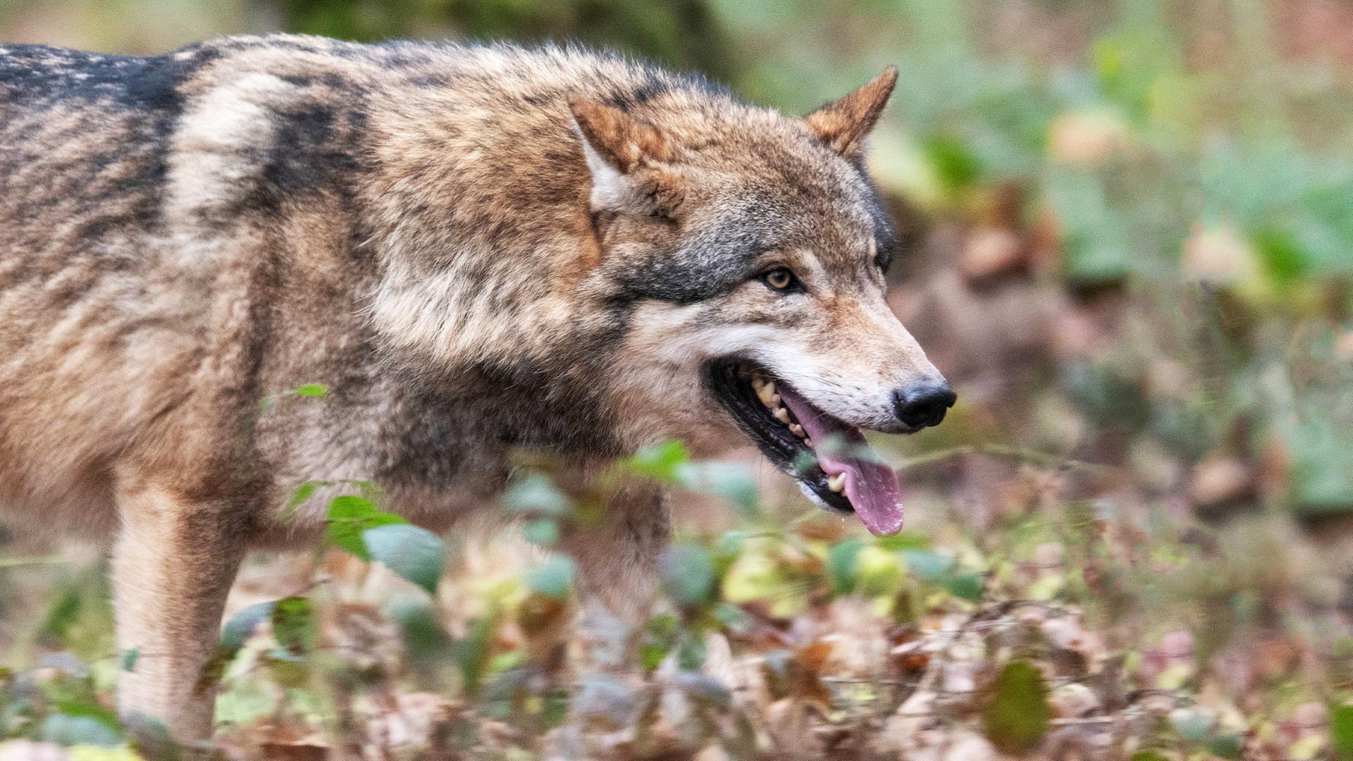 Temporary Suspension of Wolf Shooting in Hesse-Bavarian Border Area: Kassel Administrative Court’s Decision