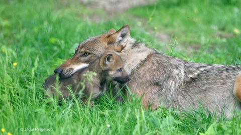 Wolfswelpe mit seiner Mutter im nordhessischen Nationalpark Kellerwald-Edersee.