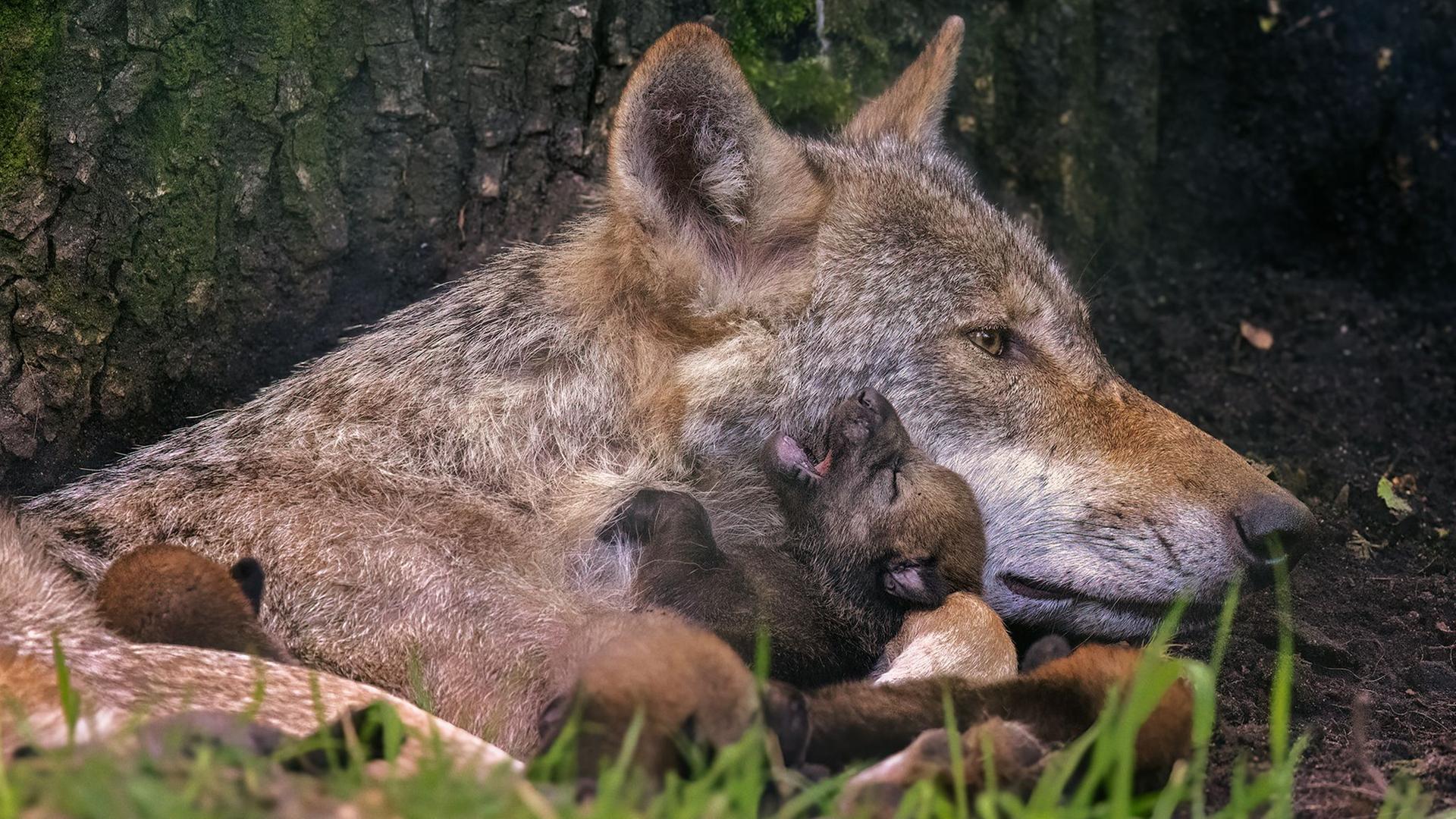 Papa Käthe? Neuer Verdacht um Vater der Hanauer Wolfsbabys ...