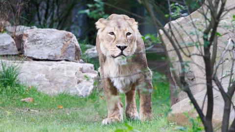 Löwe in der umgebauten Außenanlage des Löwengeheges