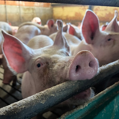 Schweine stehen in einem Stall