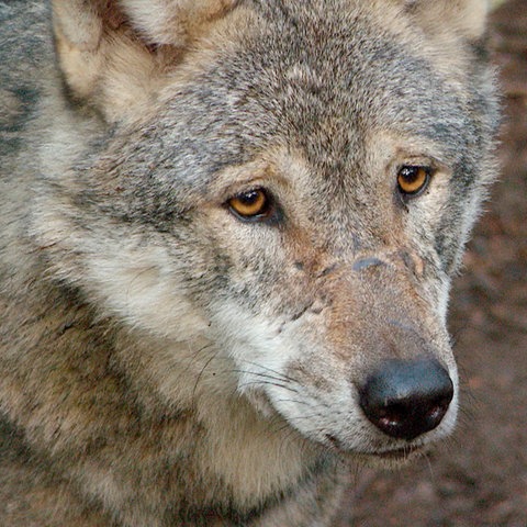 Der Wolf. Früher als Bestie verfolgt, heute unter Schutz gestellt. Gefallen tut das nicht jedem.