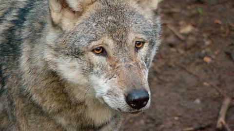 Portrait eines Wolfes