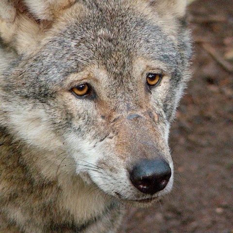 Portrait eines Wolfes