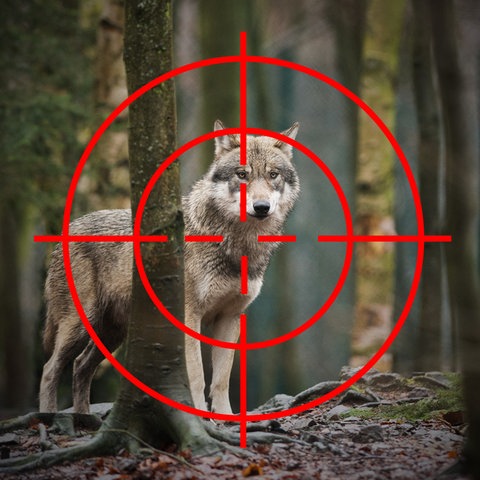 Foto eines stehenden Wolfes im Wald. Davor ein rotes Fadenkreuz, das auf seine Brust zielt. Zu den Rändern hin wird das Bild langsam schwarz.