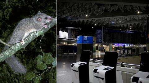 Zwei Fotos nebeneinander: links ein Siebenschläfer auf einem Ast, rechts eine spärlich beleuchtete Flughafenhalle