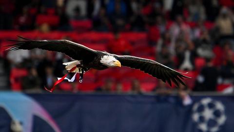 Seeadler in Lissabon