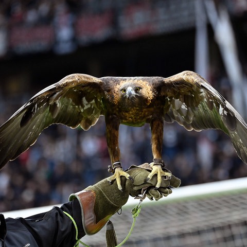 Falkner Norbert Lawitschka mit Eintracht-Maskottchen Attila