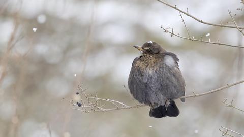 Vogel sitzt auf Zweig und hat Schneeflocke auf dem Kopf