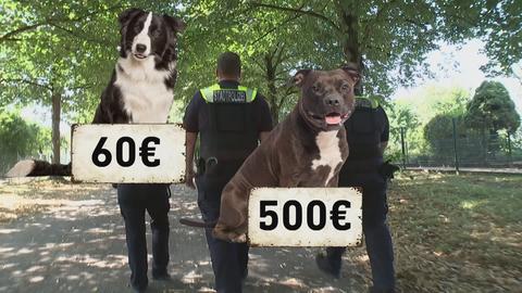 Zwei Hunde mit Preisschildern