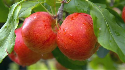 Äpfel am Baum