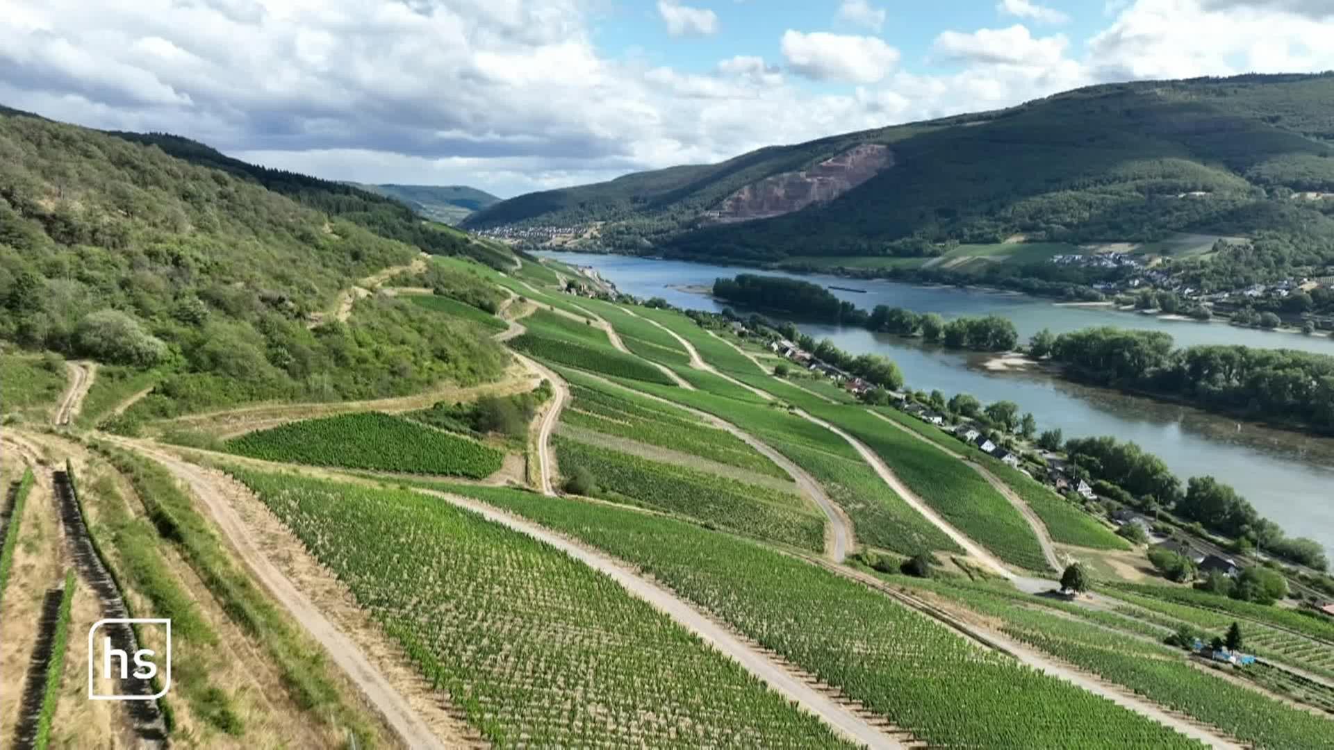 Winegrowers Battling Climate Change: The Future of Their Businesses at Risk