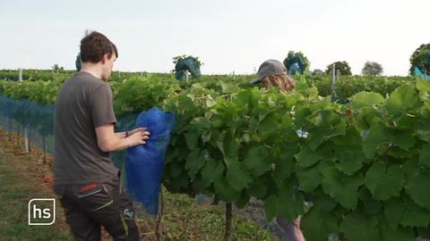 Weinernte in Nordhessen