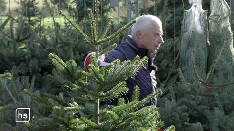 Luxusgut Weihnachtsbaum