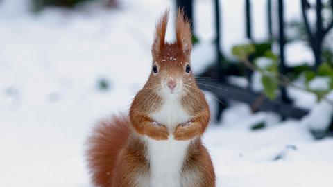 Zu diesem Foto schreibt hessenschau.de-Nutzerin Diana Dippel: "Passend zum Schnee gibt es ein Schnee-Hörnchen." 