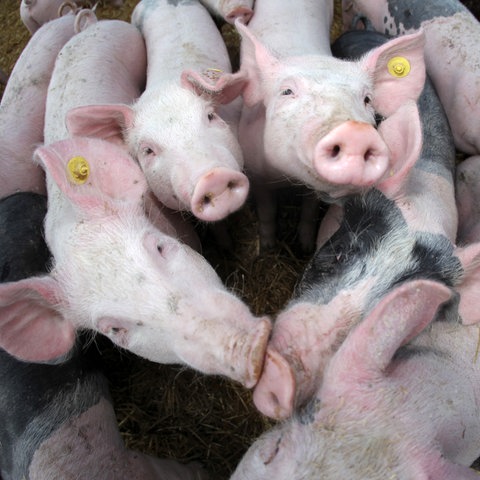 Junge Schweine schauen in die Kamera.