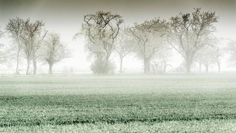 Ein Feld mit niedrig wachsenden grünen Pflanzen liegt unter schwadenartigem Nebel. Durch den Nebel zu erkennen sind im Hintergrund hohe Bäume.