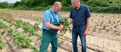 Kartoffelbauer Willi Billau (links) und Pflanzenschutzexperte Michael Lenz auf einem Kartoffelacker