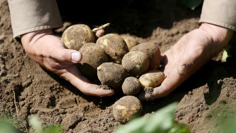 Die Bauern befürchten eine niedrige Kartoffelernte