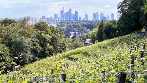 Foto: Im Vordergrund Weinberge. im Hintergrund in der Ferne die Frankfurter Skyline.