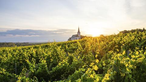 Weinberg mit einer Kapelle im Hintergrund im Gegenlicht der dahinter untergehenden Sonne