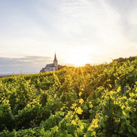 Weinberg mit einer Kapelle im Hintergrund im Gegenlicht der dahinter untergehenden Sonne